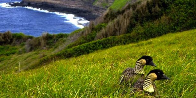 Conservation - Nene Photograph