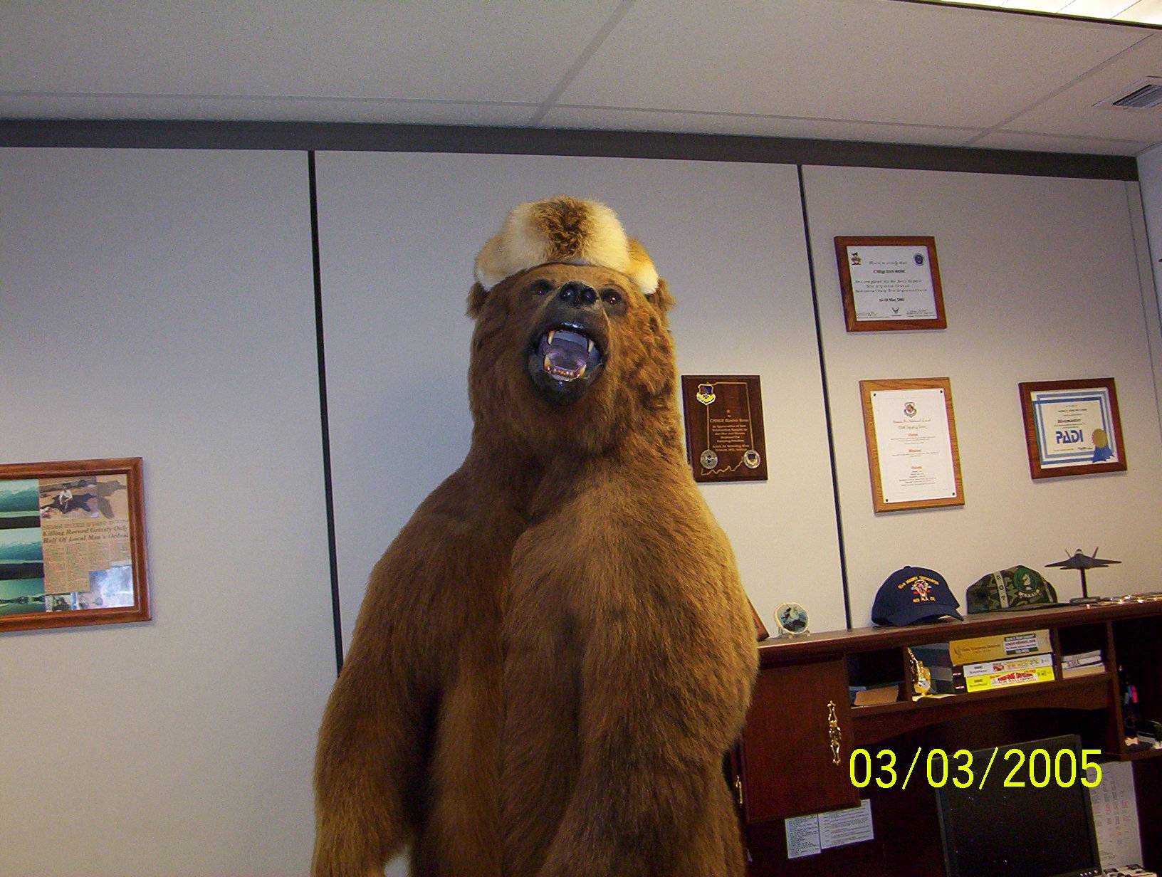 Check Six – 2005: The Bear