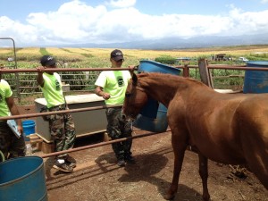 Equine 808