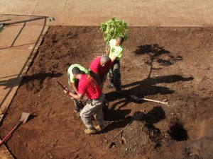 planting-a-tree-dd